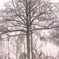 STUDY OF TREES