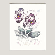 ORCHIDEJ ŠACHOVNICE