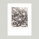 EX LIBRIS ALŽBĚTA SIROTKOVÁ