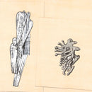 DOVES AND CORALS