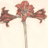AMARYLLIS