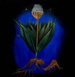 VELMI GEOMETRICKÁ ROSTLINA