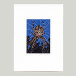 KŘÍŽÁK NA NOČNÍM LOVU