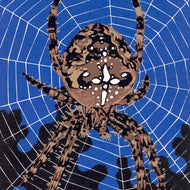 KŘÍŽÁK NA NOČNÍM LOVU