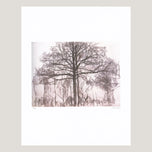 STUDY OF TREES