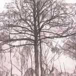 STUDY OF TREES