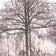 STUDY OF TREES