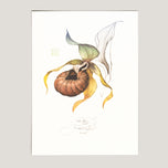 ORCHIDEJ LUČNÍ PANTOFLIČEK