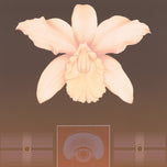 ORCHID MATRIX