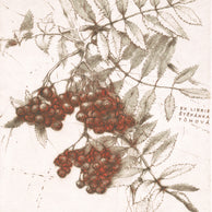 EX LIBRIS ŠTEPÁNKA TŮMOVÁ