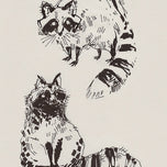 SKETCHY RACCOONS